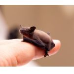can baby bats fly