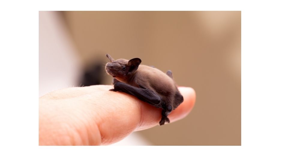can baby bats fly