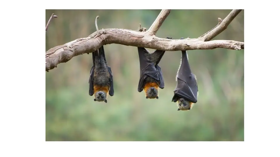 where do bats live