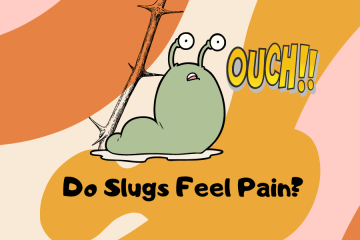 do slugs feel pain