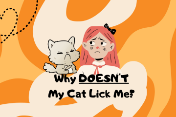 why doesn't my cat lick me