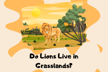 do lions live in grasslands