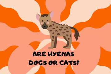 Are Hyenas Dogs or Cats