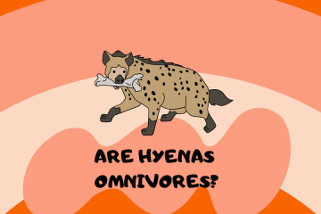 Are Hyenas Omnivores