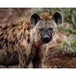 a spotted hyena