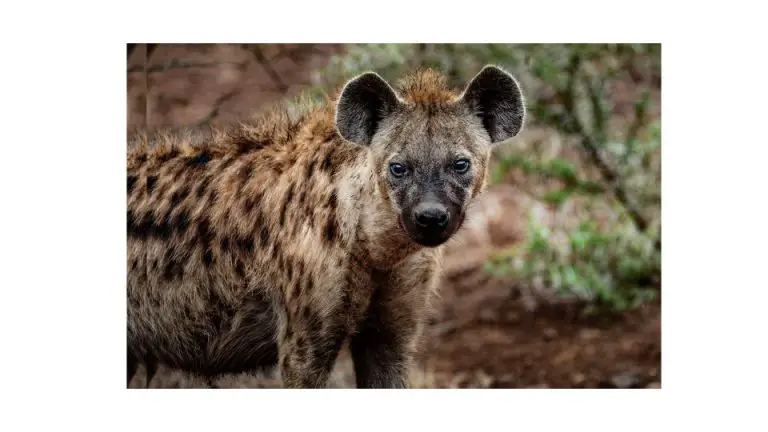 a spotted hyena