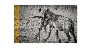 canivore hyenas