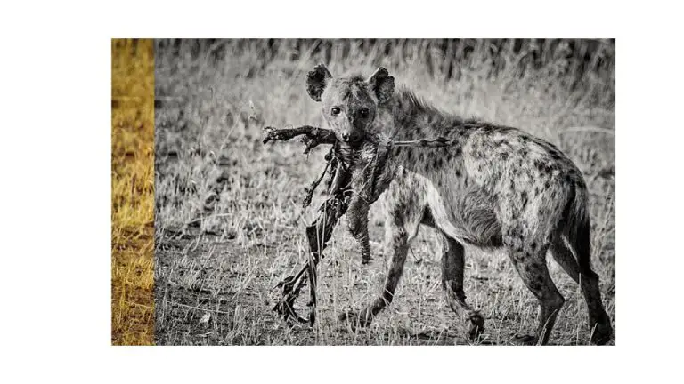 canivore hyenas
