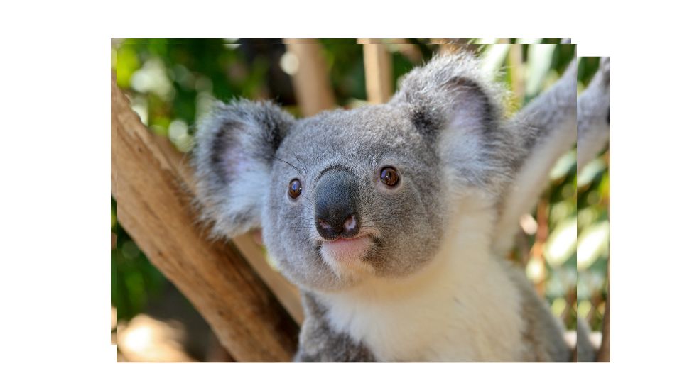 stitch cartoon koala