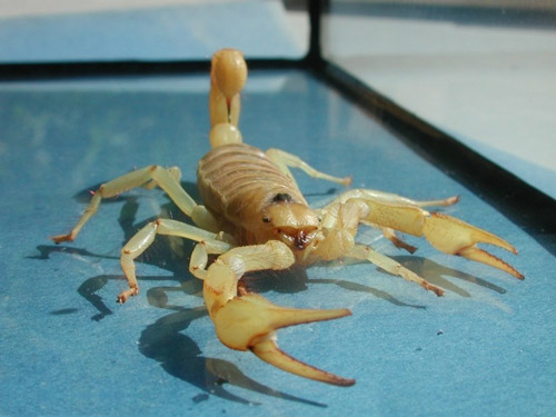 desert-scorpion-habitat