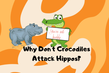 why don't crocodiles attack hippos