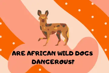 Are African Wild Dogs Dangerous