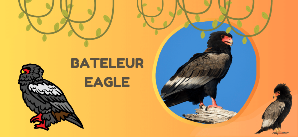 Bateleur Eagle