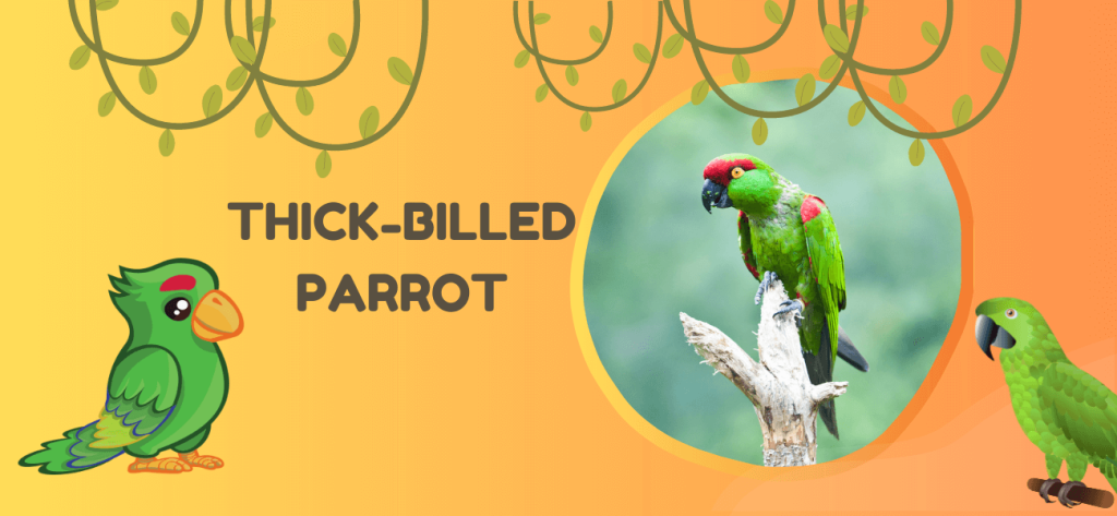 Thick-Billed Parrot