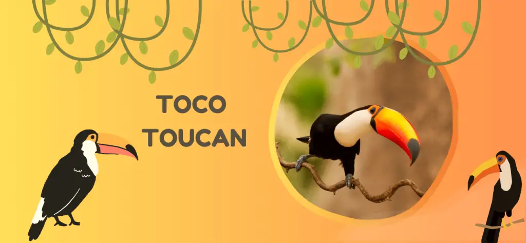 Toco Toucan