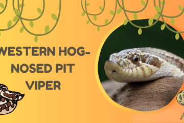Western Hog nosed Pit Viper