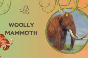 Woolly Mammoth - Mammuthus primigenius