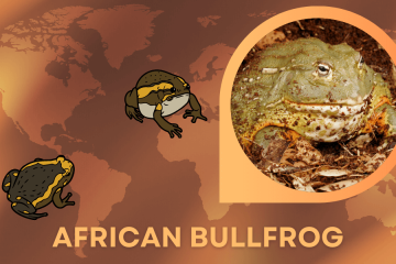 african bullfrog