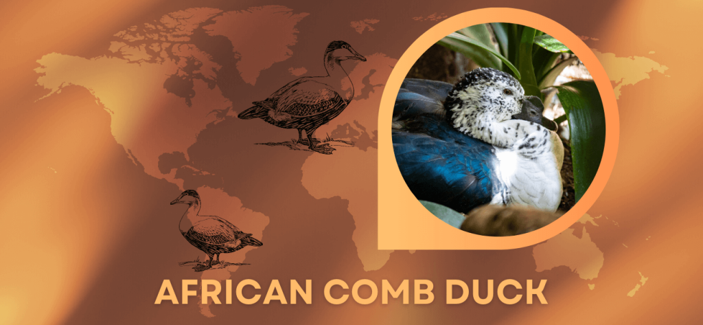 african comb duck