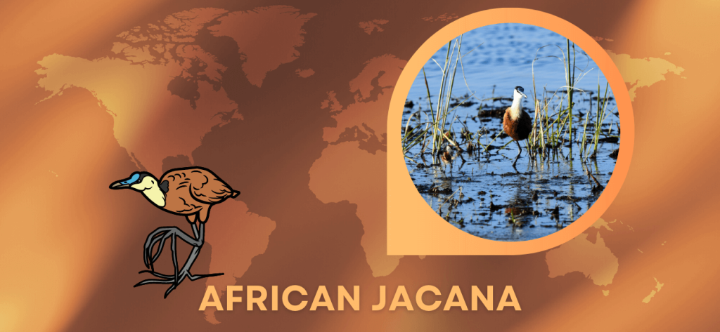 african jacana