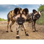 are african wild dogs danger