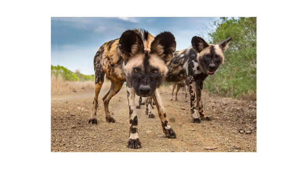 are african wild dogs danger