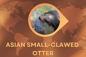 asian small-clawed otter