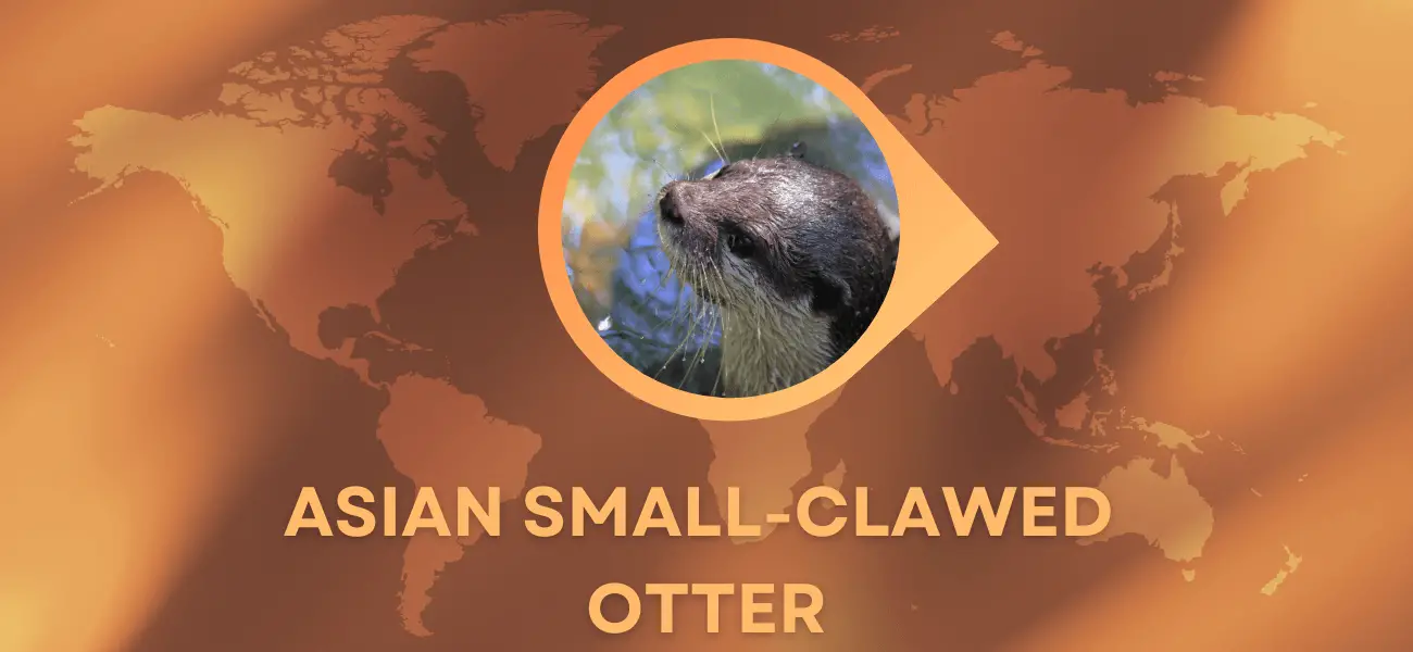 asian small-clawed otter