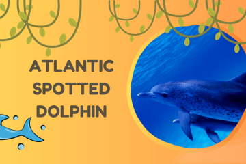 atlantic spotted dolphin
