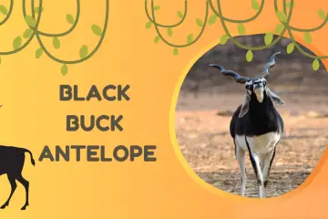 black buck antelope