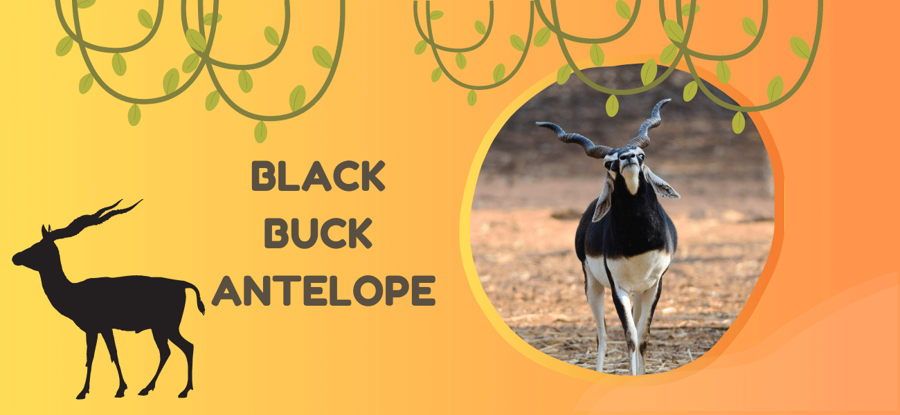 black buck antelope