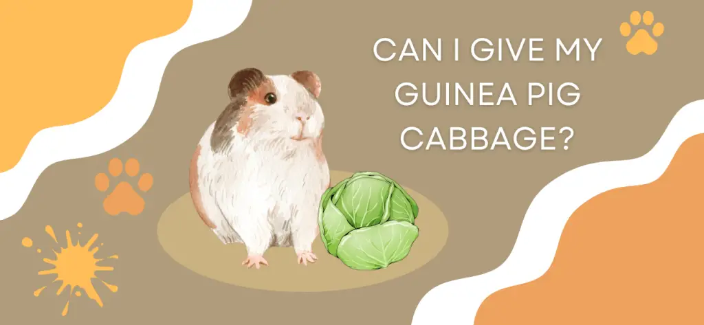 can I give my guinea pig cabbage