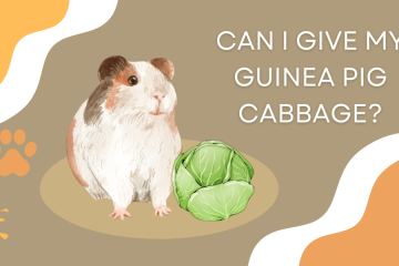 can I give my guinea pig cabbage
