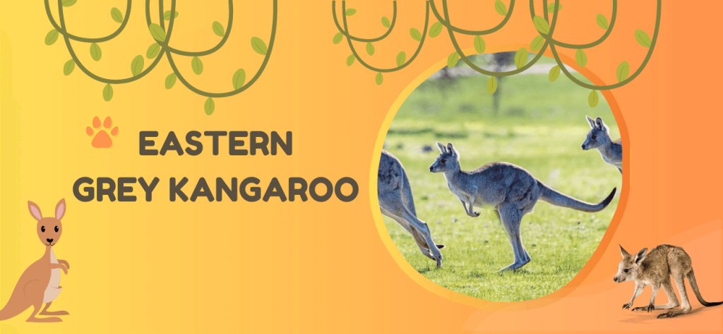 eastern grey kangaroo