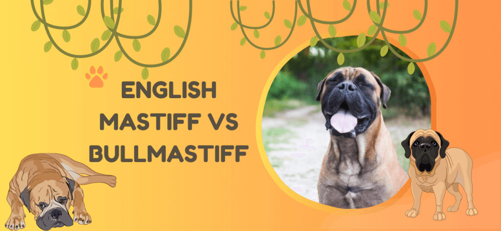 english mastiff vs bullmastif