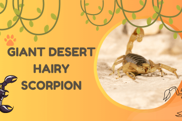 giant desert hairy scorpion