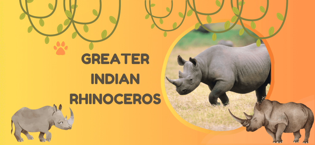 greater indian rhinoceros