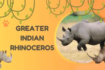 greater indian rhinoceros