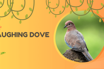 laughing dove
