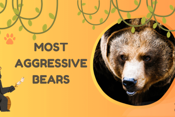 most aggressive bears