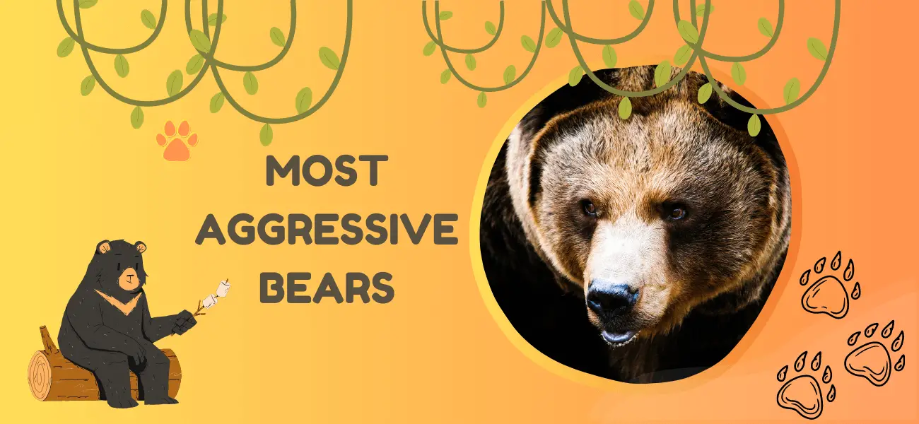 most aggressive bears