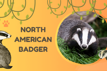 north american badger