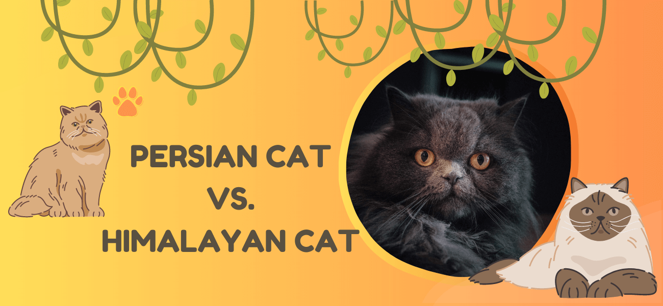 persian cat vs himalayan cat