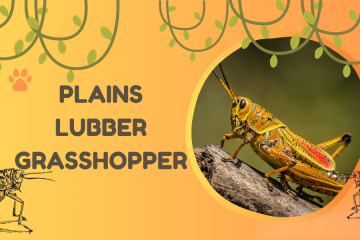 plains lubber grasshopper