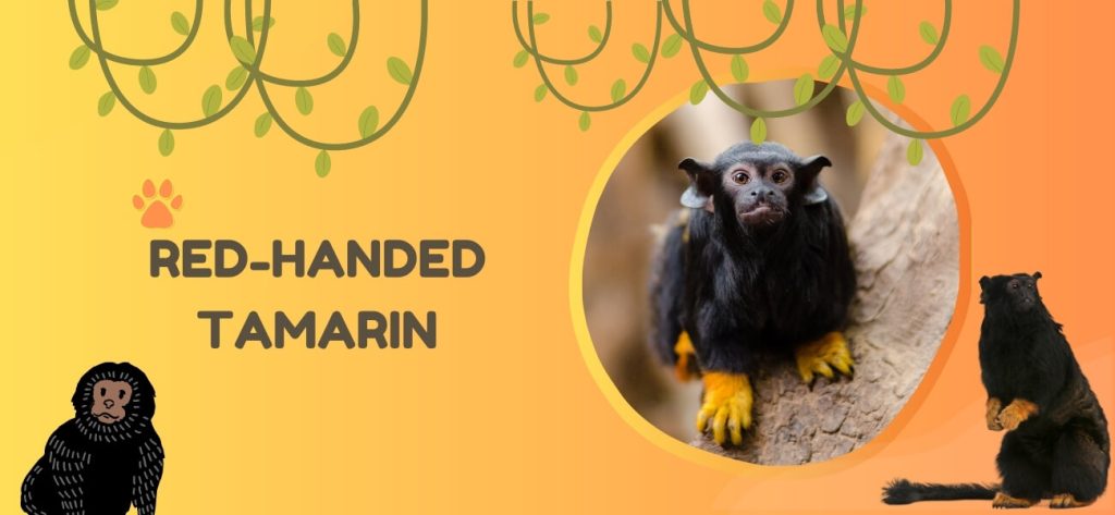 red-handed tamarin