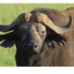 Buffalo with horns
