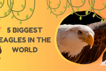 5 biggest eagles in the world