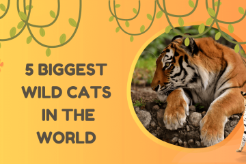 5 biggest wild cats