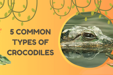 5 common types of crocodiles with examples