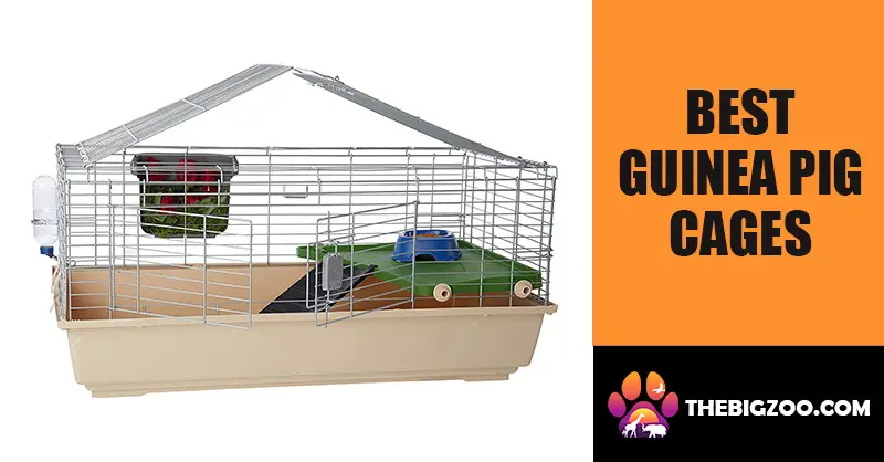 Best Guinea Pig Cages